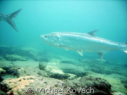 Tarpon cruising the inside reef at Lauderdale by the Sea by Michael Kovach 